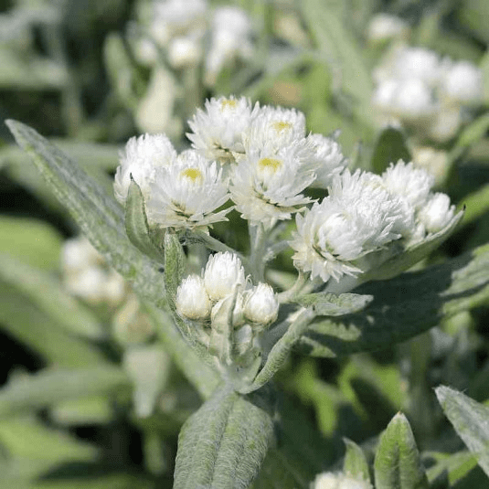 Des images de diff�rentes plantes